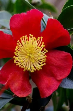 Yuletide Camellia Sasanqua - 6 Pack Of 1 Gallon Pots 15 Yuletide Camellia Sasanqua - 6 Pack Of 1 Gallon Pots -Wilson Bros Gardens Shop camellia yuletide best 3