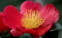 Yuletide Camellia Sasanqua - 7 Gallon Pot (3-4') 14 Yuletide Camellia Sasanqua - 7 Gallon Pot (3-4') -Wilson Bros Gardens Shop camellia yuletide flower closeup 4