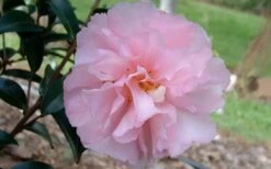 Cotton Candy Camellia Sasanqua - 6 Pack Of 1 Gallon Pots -Wilson Bros Gardens Shop camelliacottoncandy 3