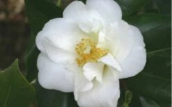 White Empress Camellia Japonica - 3 Gallon Pot -Wilson Bros Gardens Shop camelliawhiteempress