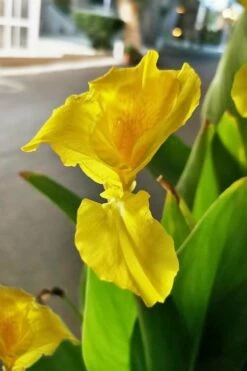 Bandana Of The Everglades Golden Canna Lily - 8 Pack Of 1 Gallon Pots -Wilson Bros Gardens Shop canna flaccida golden canna lily 2 2