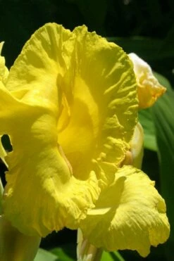 Bandana Of The Everglades Golden Canna Lily - 6 Pack Of 1 Gallon Pots -Wilson Bros Gardens Shop canna flaccida golden canna lily 3