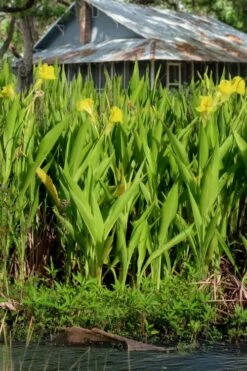 Bandana Of The Everglades Golden Canna Lily - 8 Pack Of 1 Gallon Pots -Wilson Bros Gardens Shop canna flaccida golden canna lily 7 2