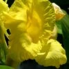 Bandana Of The Everglades Golden Canna Lily - 1 Gallon Pot