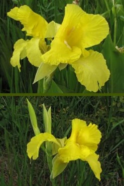 Bandana Of The Everglades Golden Canna Lily - 6 Pack Of 1 Gallon Pots -Wilson Bros Gardens Shop canna flaccida golden canna lily 9