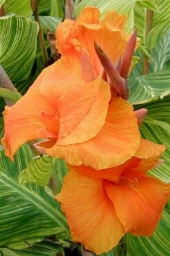 Bengal Tiger Canna Lily - 1 Gallon Pot -Wilson Bros Gardens Shop canna pretoria bengal tiger 1