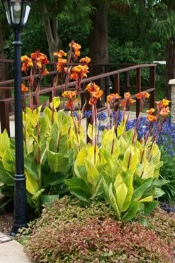 Bengal Tiger Canna Lily - 1 Gallon Pot -Wilson Bros Gardens Shop canna pretoria bengal tiger 12