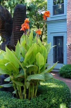 Bengal Tiger Canna Lily - 1 Gallon Pot -Wilson Bros Gardens Shop canna pretoria bengal tiger 2