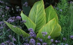 Bengal Tiger Canna Lily - 1 Gallon Pot -Wilson Bros Gardens Shop canna pretoria bengal tiger 3