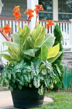 Bengal Tiger Canna Lily - 1 Gallon Pot -Wilson Bros Gardens Shop canna pretoria bengal tiger 4