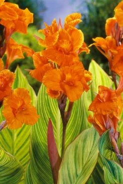 Bengal Tiger Canna Lily - 1 Gallon Pot -Wilson Bros Gardens Shop canna pretoria bengal tiger 8