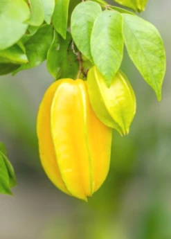 Star Fruit 'Kajang' (Averrhoa Carambola) -Wilson Bros Gardens Shop carambolastartfruitsowexoticplantNursery 3 654ea20f 4495 499e b92b 58454b8998c8