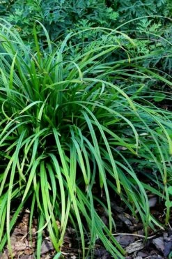 Creek Sedge (Carex Amphibola) - 8 Pack Of 1 Gallon Pots -Wilson Bros Gardens Shop carex amphibola creek sedge 3 1
