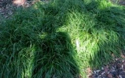 Creek Sedge (Carex Amphibola) - 8 Pack Of 1 Gallon Pots -Wilson Bros Gardens Shop carex amphibola creek sedge 5 1