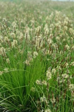 Appalachian Sedge (Carex Appalachia) - 1 Gallon Pot -Wilson Bros Gardens Shop carex appalachica appalachian sedge 1