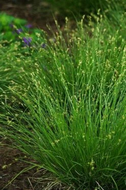 Appalachian Sedge (Carex Appalachia) - 1 Gallon Pot -Wilson Bros Gardens Shop carex appalachica appalachian sedge 2
