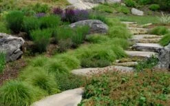 Appalachian Sedge (Carex Appalachia) - 1 Gallon Pot -Wilson Bros Gardens Shop carex appalachica appalachian sedge 5