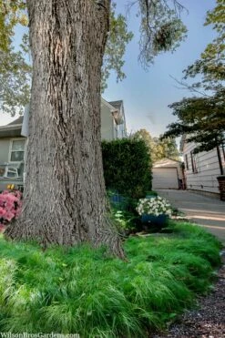 Appalachian Sedge (Carex Appalachia) - 8 Pack Of 1 Gallon Pots