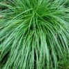 Cherokee Sedge (Carex Cherokeensis) - 1 Gallon Pot