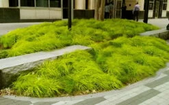 Evercolor Everillo Carex - 6 Pack Of 1 Gallon Pots -Wilson Bros Gardens Shop carex everillo 20