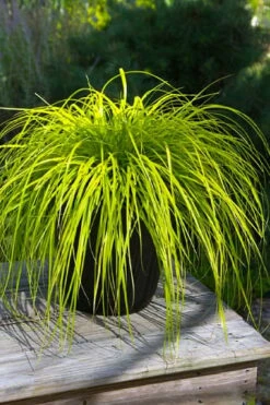 Evercolor 'Everillo' Carex - 5 Pack Of Quart Pots