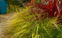 Evercolor Everillo Carex - 6 Pack Of 1 Gallon Pots -Wilson Bros Gardens Shop carex everillo 23