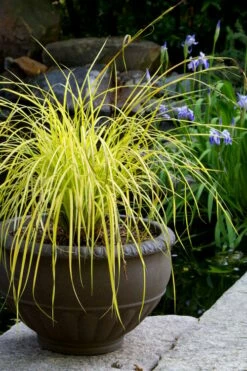 Evercolor Everillo Carex - 6 Pack Of 1 Gallon Pots -Wilson Bros Gardens Shop carex everillo 24
