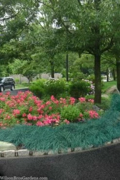 Blue Zinger Sedge Grass (Carex Flacca) - 6 Pack Of 1 Gallon Pots -Wilson Bros Gardens Shop carex flacca blue zinger sedge grass 13 1