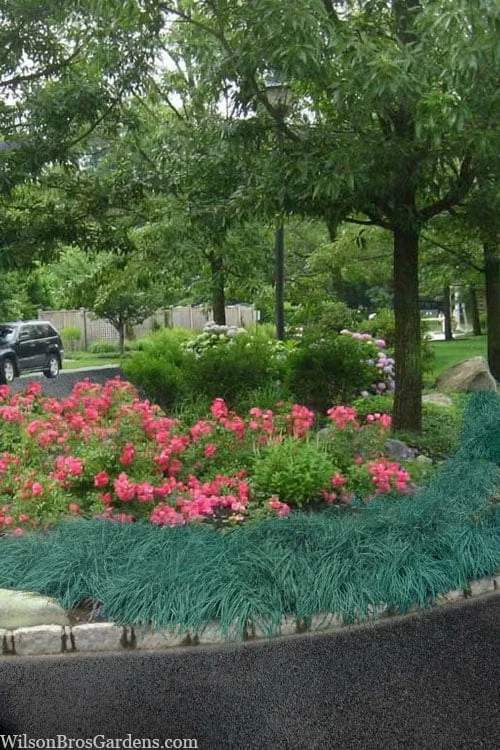 Blue Zinger Sedge Grass (Carex Flacca) - 1 Gallon Pot 5 Blue Zinger Sedge Grass (Carex Flacca) - 1 Gallon Pot - Image 5