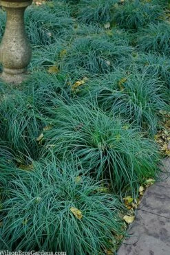 Blue Zinger Sedge Grass (Carex Flacca) - 1 Gallon Pot 12 Blue Zinger Sedge Grass (Carex Flacca) - 1 Gallon Pot -Wilson Bros Gardens Shop carex flacca blue zinger sedge grass 14