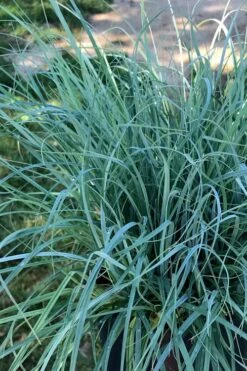 Blue Zinger Sedge Grass (Carex Flacca) - 1 Gallon Pot 13 Blue Zinger Sedge Grass (Carex Flacca) - 1 Gallon Pot -Wilson Bros Gardens Shop carex flacca blue zinger sedge grass 15