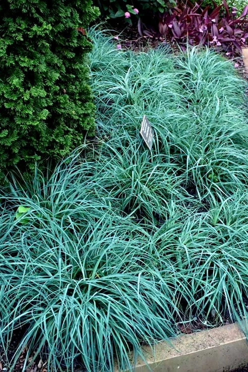 Blue Zinger Sedge Grass (Carex Flacca) - 1 Gallon Pot 4 Blue Zinger Sedge Grass (Carex Flacca) - 1 Gallon Pot - Image 4