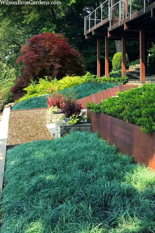 Blue Zinger Sedge Grass (Carex Flacca) - 1 Gallon Pot 1 Blue Zinger Sedge Grass (Carex Flacca) - 1 Gallon Pot