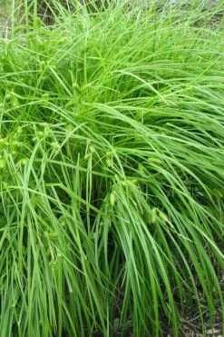 Shallow Sedge (Carex Lurida) - 1 Gallon Pot -Wilson Bros Gardens Shop carex lurida shallow sedge 1 1