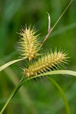 Shallow Sedge (Carex Lurida) - 1 Gallon Pot -Wilson Bros Gardens Shop carex lurida shallow sedge 5 1