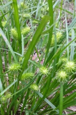 Shallow Sedge (Carex Lurida) - 8 Pack Of 1 Gallon Pots -Wilson Bros Gardens Shop carex lurida shallow sedge 6