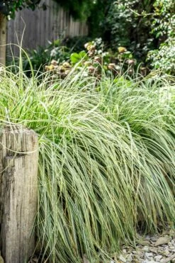 Feather Falls Sedge (Carex Oshimensis) - 5 Pack Of Quart Pots -Wilson Bros Gardens Shop carex oshimensis fetaher falls sedge grass 5