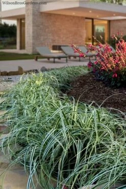 Feather Falls Sedge (Carex Oshimensis) - 5 Pack Of Quart Pots -Wilson Bros Gardens Shop carex oshimensis fetaher falls sedge grass 7