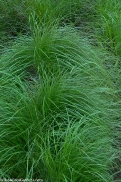 Pennsylvania Sedge (Carex Pennsylvanica) - 16 Pack 1 Gallon Pots -Wilson Bros Gardens Shop carex pennsylvanica pennylvania sedge 2 2