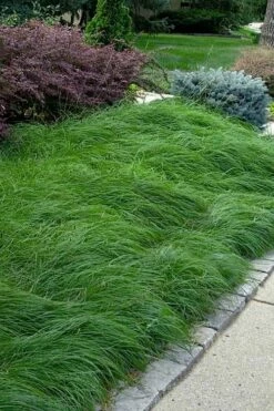 Pennsylvania Sedge (Carex Pennsylvanica) - 6 Pack 1 Gallon Pot -Wilson Bros Gardens Shop carex pennsylvanica pennylvania sedge 4