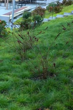 Texas Sedge (Carex Texensis) - 6 Pack Of 1 Gallon Pots -Wilson Bros Gardens Shop carex texensis texas sedge 1 2