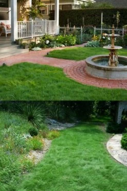 Texas Sedge (Carex Texensis) - 8 Pack Of 1 Gallon Pots -Wilson Bros Gardens Shop carex texensis texas sedge 2 1