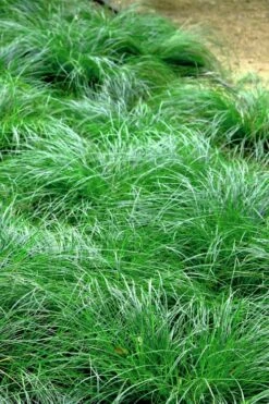 Texas Sedge (Carex Texensis) - 6 Pack Of 1 Gallon Pots -Wilson Bros Gardens Shop carex texensis texas sedge 3 2