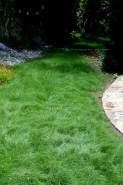 Texas Sedge (Carex Texensis) - 6 Pack Of 1 Gallon Pots -Wilson Bros Gardens Shop carex texensis texas sedge 7 2