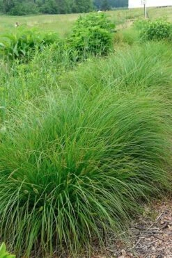 Fox Sedge (Carex Vulpinoidea) - 8 Pack Of 1 Gallon Pots -Wilson Bros Gardens Shop carex vulpinoidea fox sedge 1 2