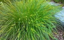Fox Sedge (Carex Vulpinoidea) - 8 Pack Of 1 Gallon Pots -Wilson Bros Gardens Shop carex vulpinoidea fox sedge 2 2