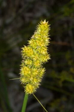 Fox Sedge (Carex Vulpinoidea) - 6 Pack Of 1 Gallon Pots -Wilson Bros Gardens Shop carex vulpinoidea fox sedge 4 1