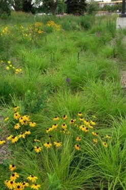 Fox Sedge (Carex Vulpinoidea) - 8 Pack Of 1 Gallon Pots -Wilson Bros Gardens Shop carex vulpinoidea fox sedge 5 2