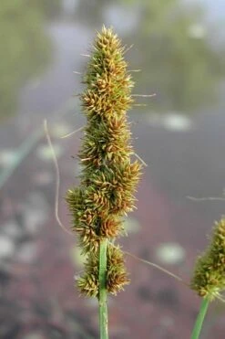 Fox Sedge (Carex Vulpinoidea) - 8 Pack Of 1 Gallon Pots -Wilson Bros Gardens Shop carex vulpinoidea fox sedge 7 2