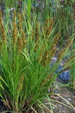 Fox Sedge (Carex Vulpinoidea) - 8 Pack Of 1 Gallon Pots -Wilson Bros Gardens Shop carex vulpinoidea fox sedge 9 2